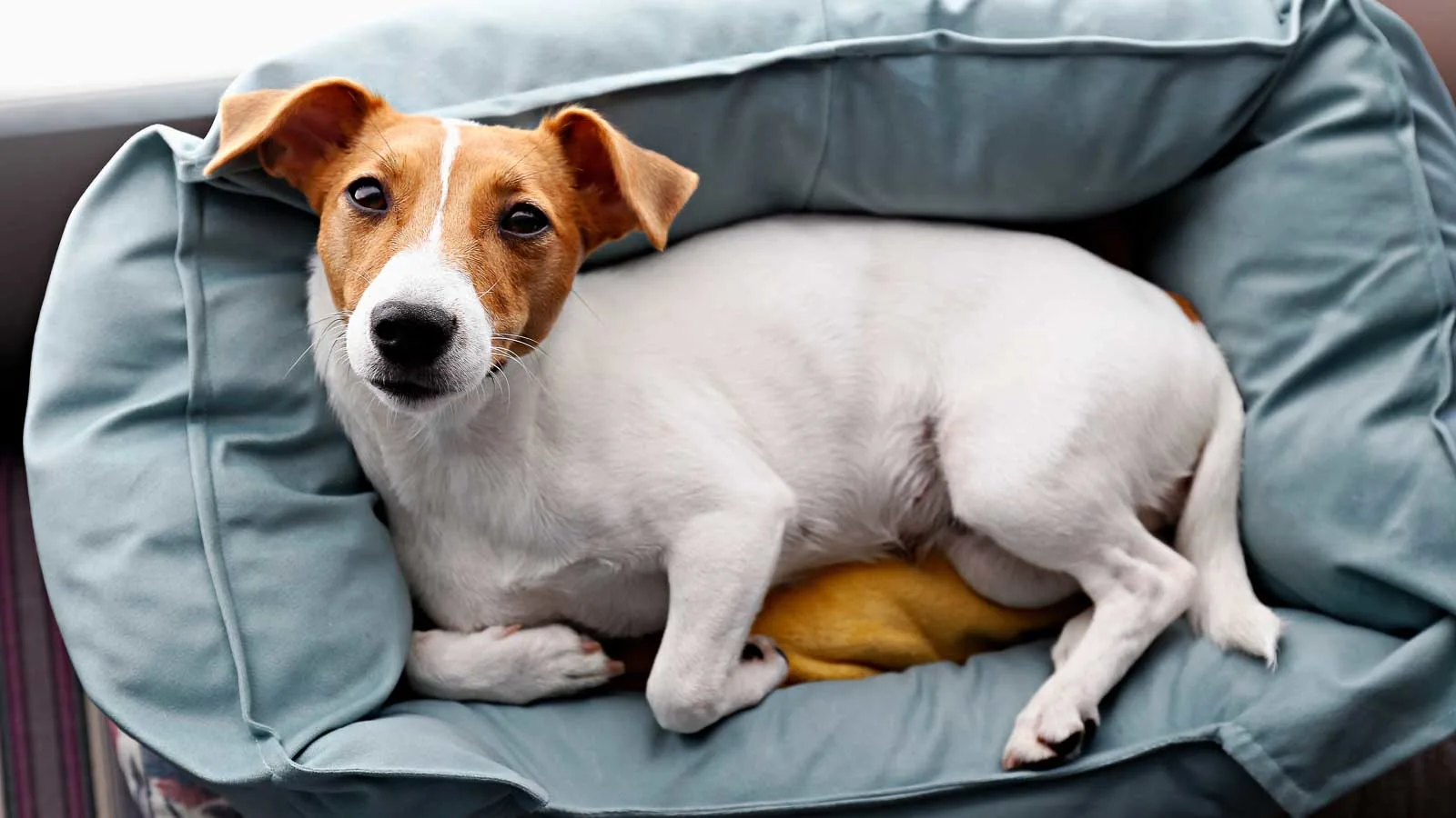 A small white and brown dog with floppy ears is resting in a blue dog bed, looking up at the camera.