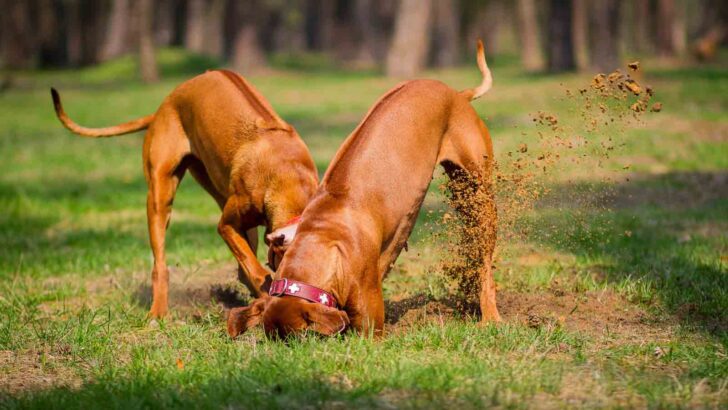 Are Rhodesian Ridgeback Protective 13 Best Dog Breeds For Home Protection
