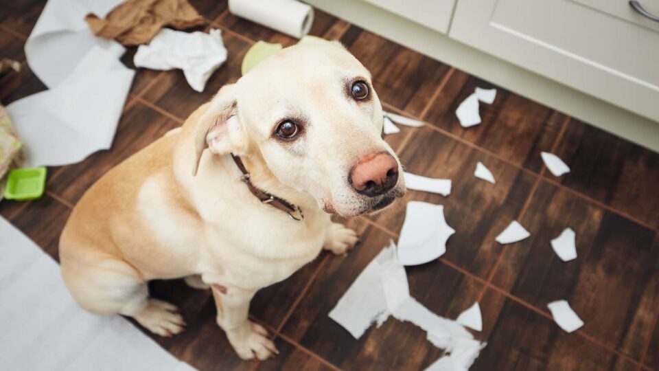 View of 10 Tips For Managing Your Dog's Separation Anxiety