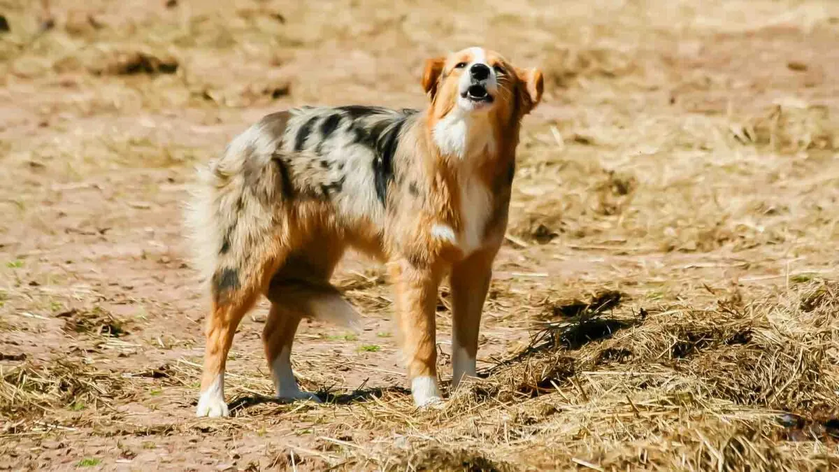 Dog barking with tail between its legs.