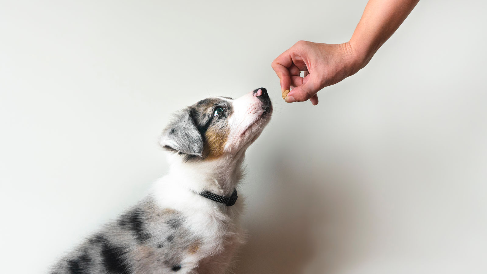 Image showcasing 7 Foods That Can Help Boost Your Dog’s Immune System