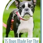 A Boston Terrier standing on grass, with overlaying text "15 Interesting Looking Dogs Made For The City Life" and "whatcanmydogeat.com" at the top.