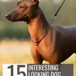 A sleek, hairless dog on a leash stands outdoors, featured on an image titled "15 Interesting Looking Dog Breeds" from the website "whatcanmydogeat.com," showcasing some of the most interesting looking dogs around.