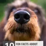 A close-up of a dog's nose, showcasing the unique charm often found in funny dog breed names.