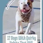 A bulldog wearing a plaid bandana walks on a sidewalk. Text reads: "12 Expressive Dogs With Quirky Habits That Will Make You Laugh" and includes a website URL: whatcanmydogeat.com.