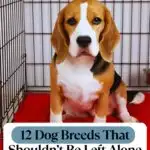 A beagle sits in a crate on a red mat. Text above reads, "12 Dog Breeds That Shouldn’t Be Left Alone for Long Periods" from whatcanmydogeat.com, featuring breeds including dogs that look like wolves.