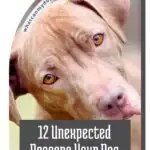 A close-up of a dog with light brown fur tilting its head, accompanied by the text "12 Unexpected Reasons Your Dog Tilts Its Head," reminiscent of dogs that look like wolves.