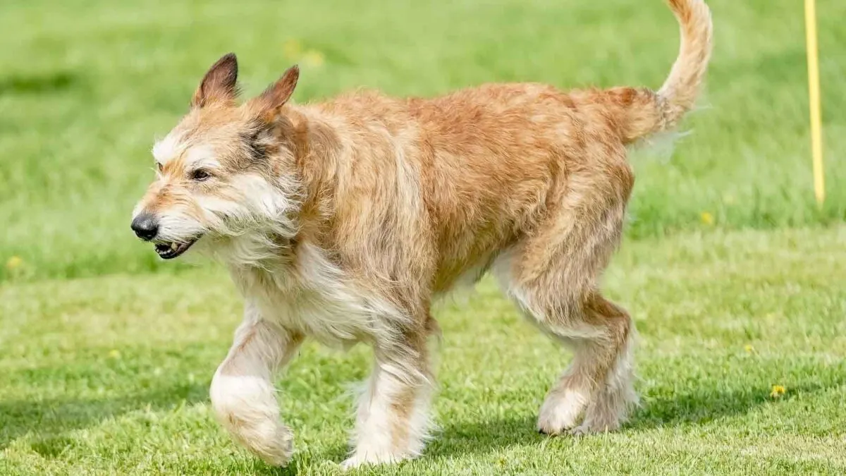 A medium-sized, brown and white dog with a rough coat walks on green grass, with one front paw lifted. The background shows a blurred, grassy field.
