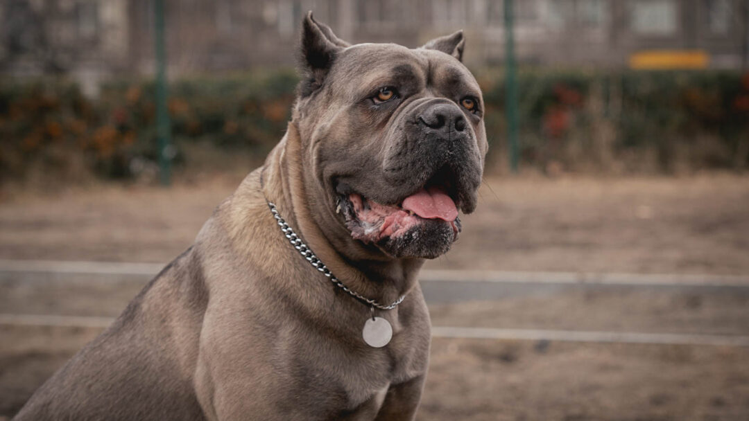 13 Dog Breeds That Are Natural Born Protectors