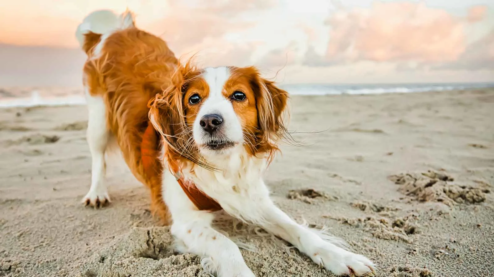A brown and white dog stretches on a sandy beach with the ocean and a colorful sky in the background.