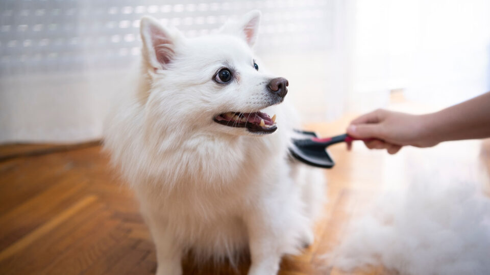 Curated visual reference: Easy Dog Grooming Hacks Reference: 12 Dog Grooming Hacks Every Owner Should Know