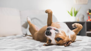 13 No Fuss Dogs That Are Surprisingly Easy To Care For