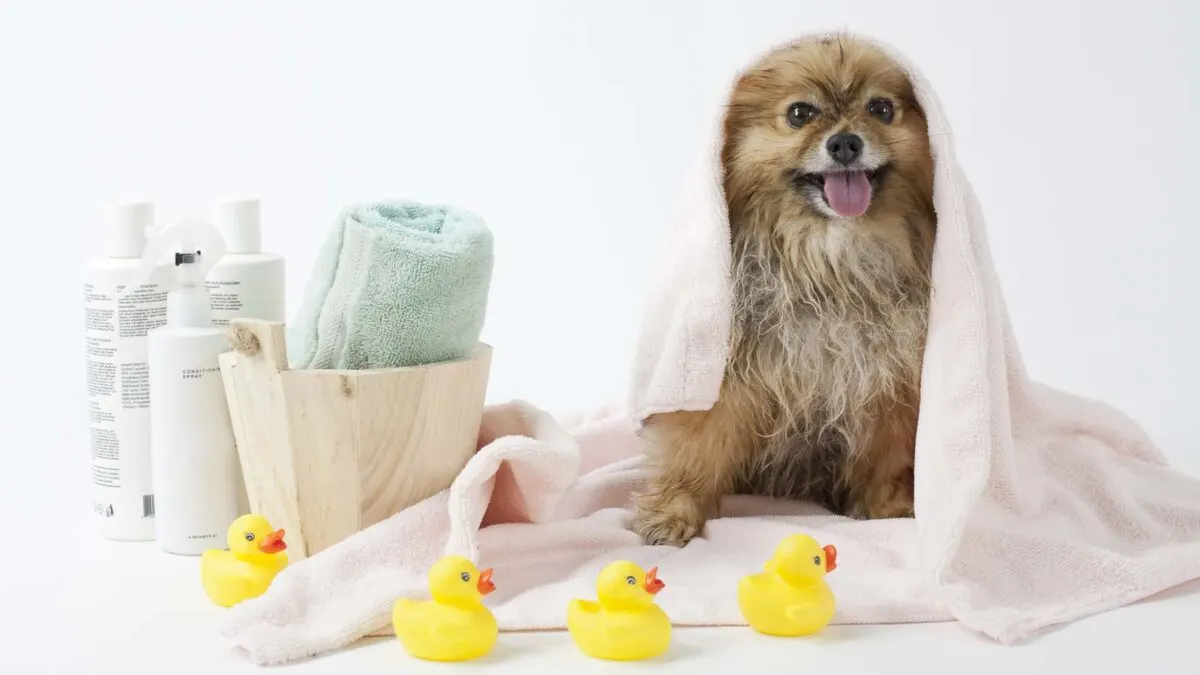 A small, wet dog wrapped in a pink towel sits next to rubber duckies, shampoo bottles, and a folded towel in a wooden bucket.