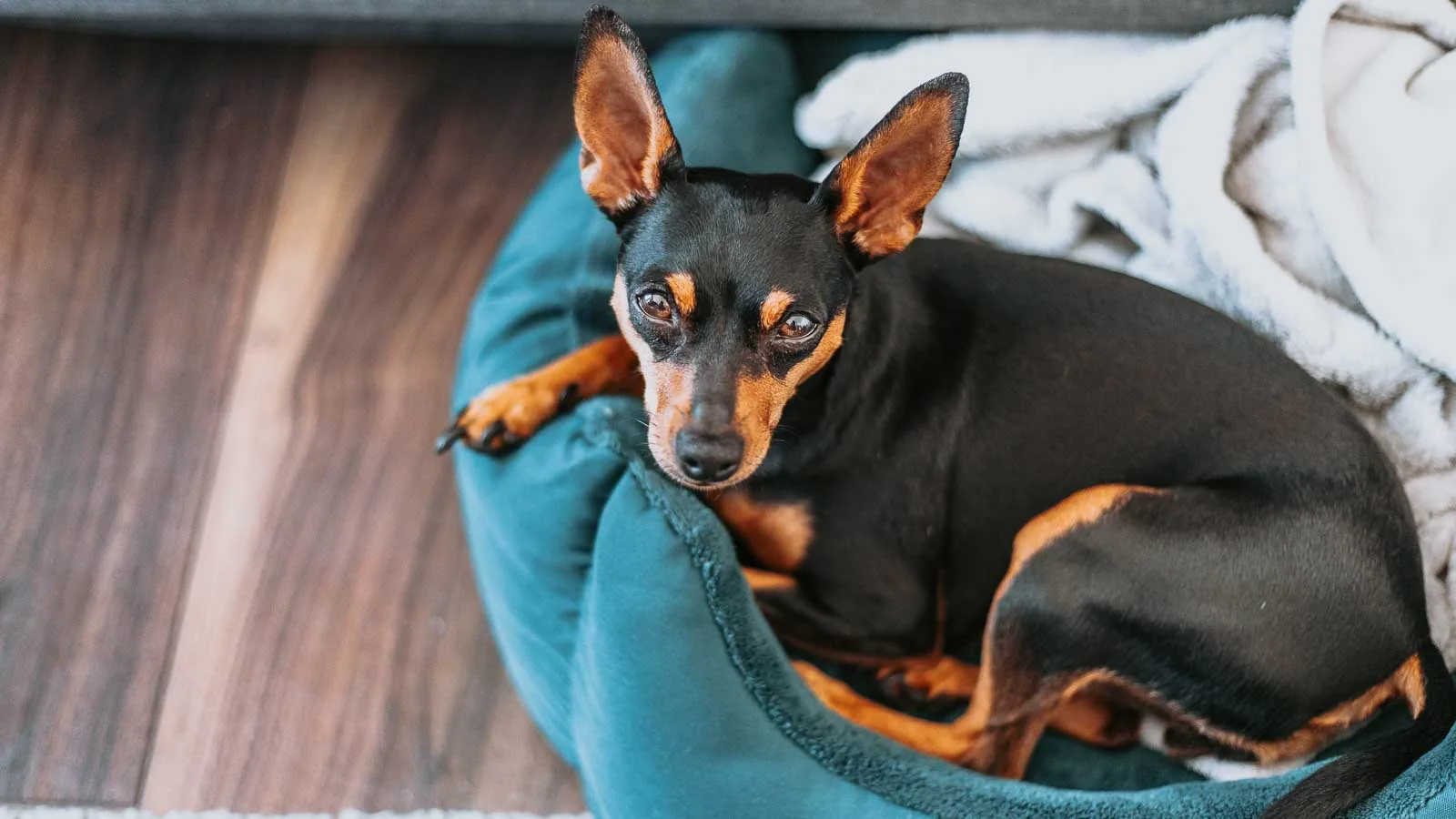 A small black and tan dog with pointy ears lies curled up in a teal dog bed on a wooden floor, looking up at the camera. A white blanket is draped on the bed next to the dog.