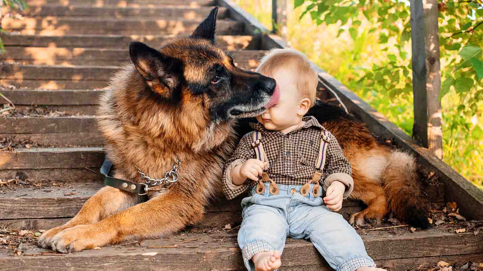 13 Powerful Dog Breeds That Instinctively Guard the People They Love
