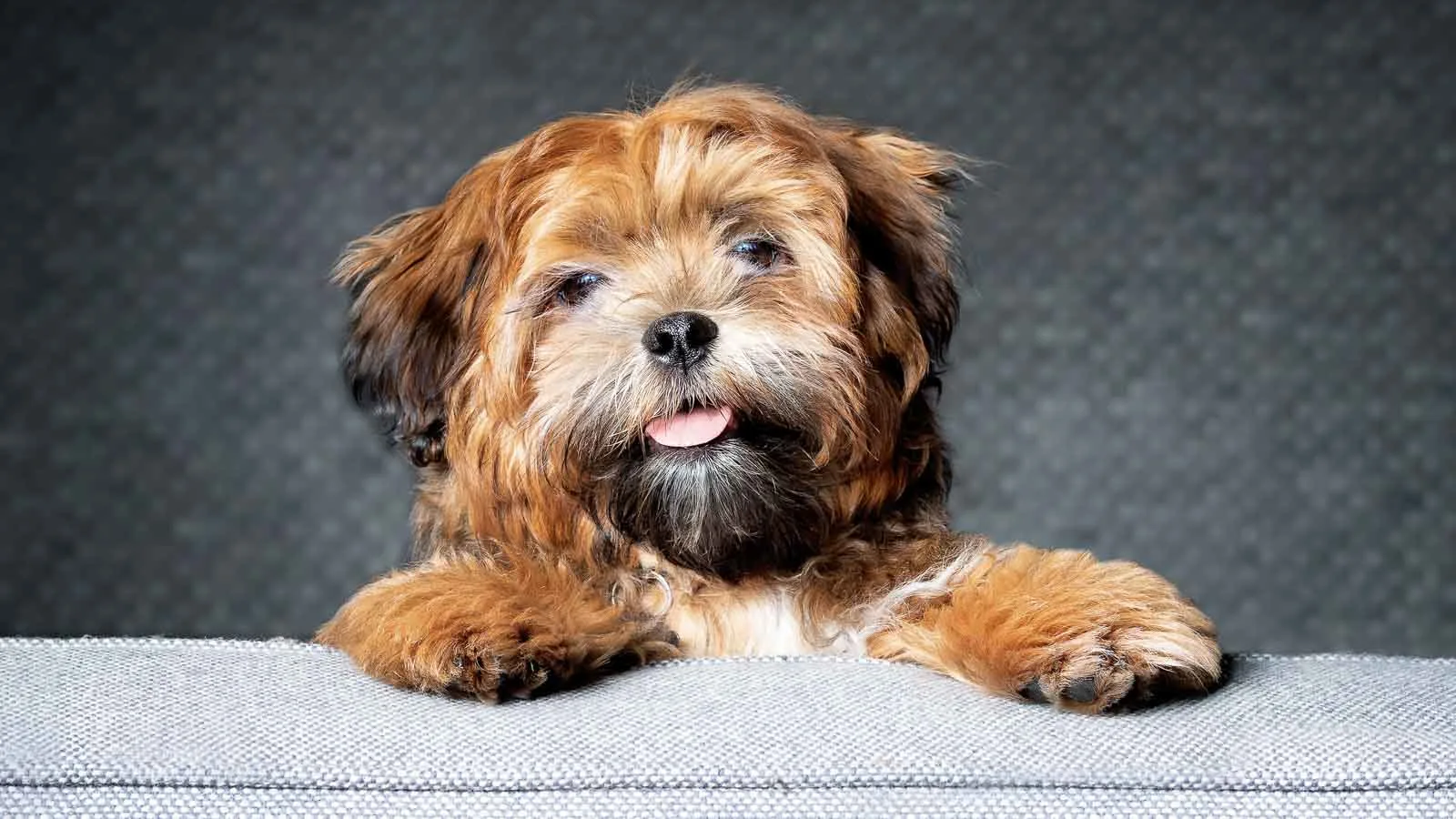 A small brown and black fluffy dog with a slightly open mouth and tongue exposed sits on a gray surface against a dark textured background.