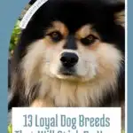Image of a fluffy dog with a caption that reads, "13 Loyal Dog Breeds That Will Stick By Your Side No Matter What" on a blue and white background.