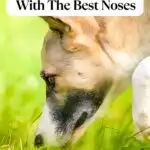 Close-up of a dog sniffing the ground with text overlay: "11 Dogs With The Best Noses." Website name at the bottom: "WhatCanMyDogEat.com.