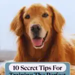Golden Retriever sitting, facing forward with its mouth open. Text overlay at the bottom reads "10 Secret Tips for Training a Golden Retriever" and the website URL at the top.