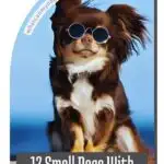 A small dog with long fur wearing round sunglasses is pictured against a blue background. Text at the bottom reads, "12 Small Dogs With Big Attitudes." Find inspiration and tips for training a Golden Retriever among our lovable little canines.