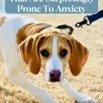 A beagle on a leash looks anxious with text overlay: "10 Dog Breeds That Are Surprisingly Prone To Anxiety&mdash;dogs that look like they've seen a ghost. whatcanmydogeat.com.