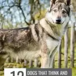 A wolf-like dog stands in front of a wooden fence, exuding the confidence found in alpha dogs. Text overlay reads: "12 dogs that think and act like they're the alpha." The website URL graces the top against a backdrop of grassy outdoor terrain with trees.