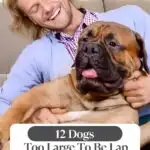 A man laughs joyfully while embracing a large dog on his lap, showcasing classic dog behaviors. The image is headlined: "12 Dogs Too Large To Be Lap Dogs But Don&rsquo;t Care." No sense of discomfort is seen as both appear comfortable and content, embodying the perfect harmony between humans and their pets.
