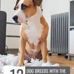 A dog sitting on the floor with loose stuffing around it. The text reads "12 dog breeds with the most behavioral problems" and the website URL "www.whatcanmydogeat.com" is at the top. Discover more about dogs with behavior problems and how to manage them.