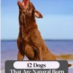 A dog jumps with its mouth open to catch a red ball mid-air. The text on the image reads "12 Athletic Dogs That Are Natural Born Athletes.