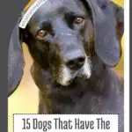 A close-up image of a black dog accompanied by a text overlay that reads, "15 Athletic Dogs That Have The Most Unpredictable Temperaments" with a website URL visible at the top.