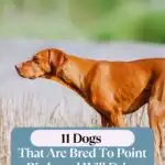 A brown dog stands alert in a field, embodying the energy of pups infamous for driving you crazy if they can't point birds. The text overlay reads, "11 Dogs That Are Bred To Point Birds and Will Drive You Crazy If They Can&rsquo;t." Ensure their energy is fueled by top nutrition with tips for choosing the best dog food.