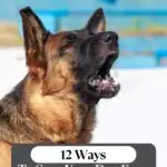 A German Shepherd barking with its mouth open dominates the image, which features text: "12 Ways to Stop Your Dog from Barking Excessively." The scene is set against a blurred blue and white background, accompanied by the website header "WHATCANMYDOGEAT.COM.