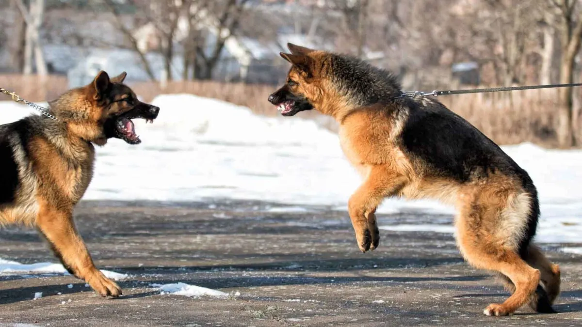 15 Signs Your Dog Is Stressed Out And How To Calm Them Down 15 Signs Your Dog Is Stressed Out And How To Calm Them Down