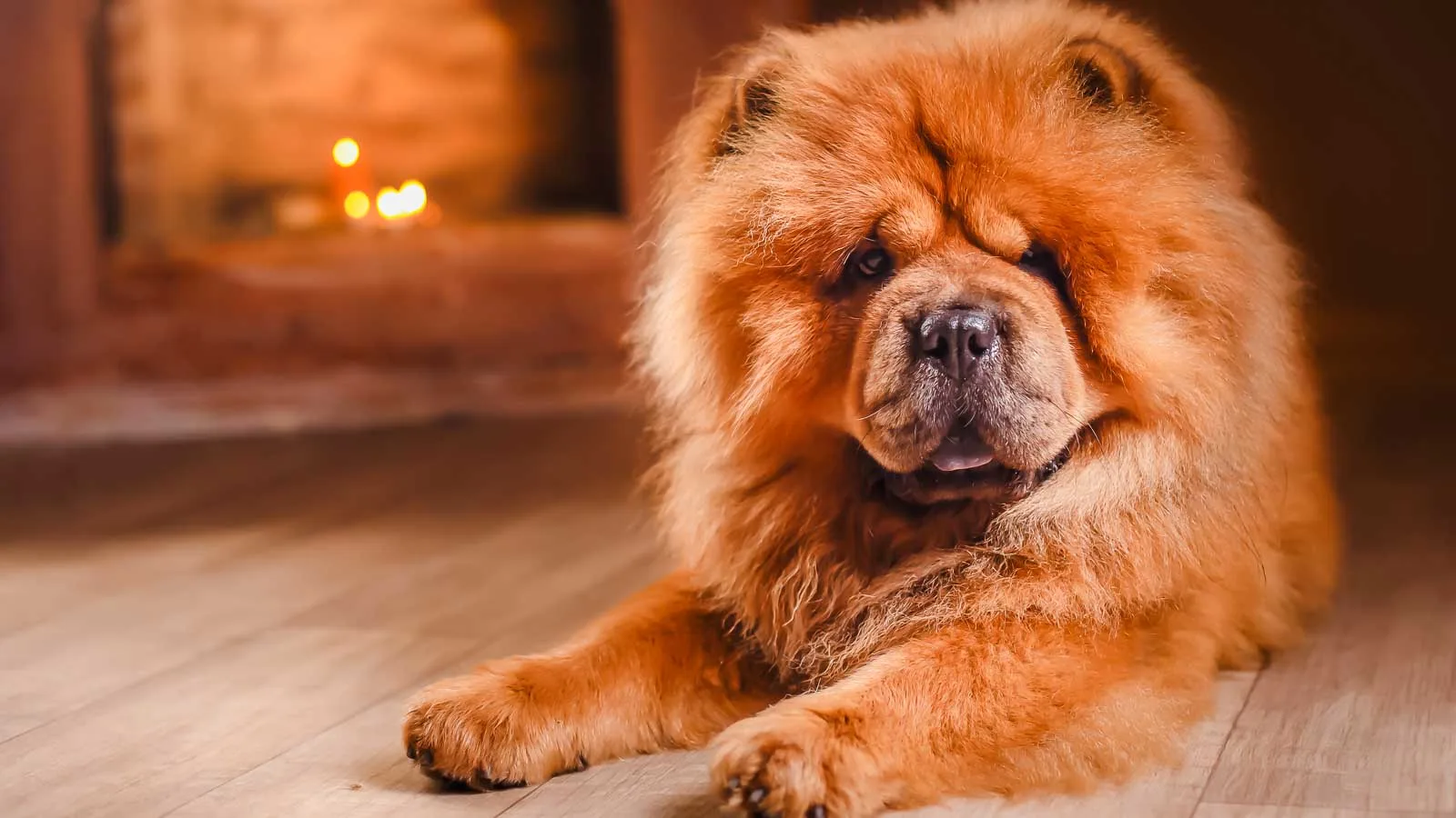 A fluffy Chow Chow dog lies on a wooden floor with a lit fireplace in the background.