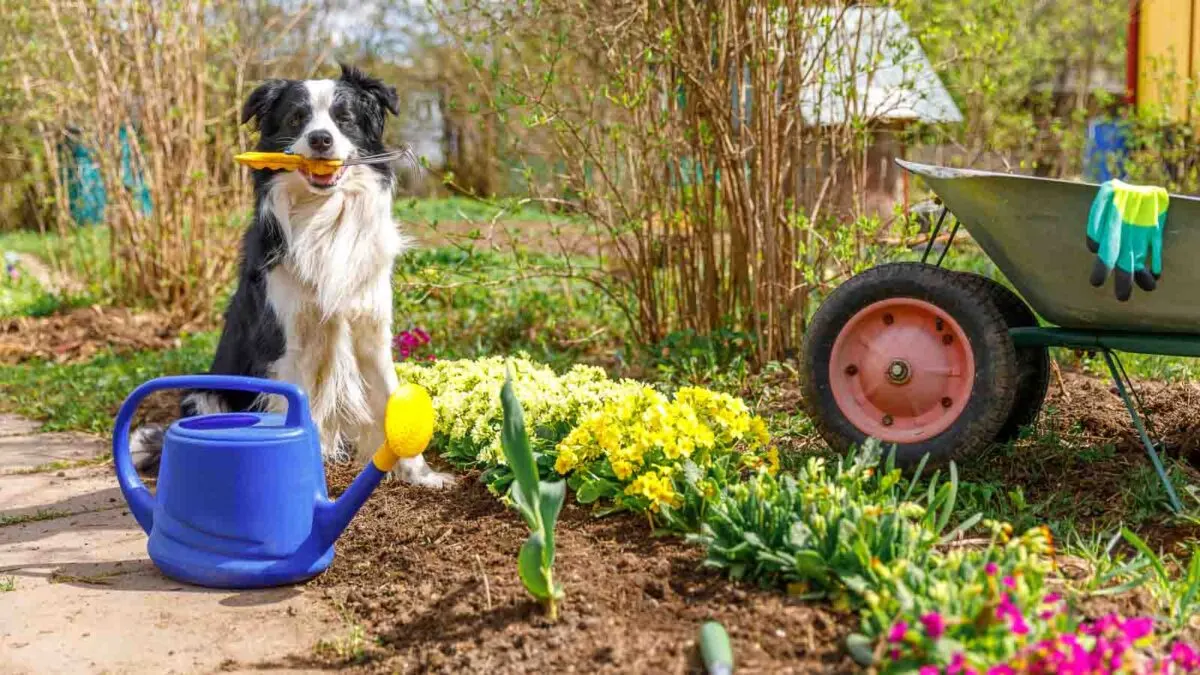 A dog holding a yellow toy sits by a garden bed with blooming flowers, a blue watering can, and a wheelbarrow with gloves.