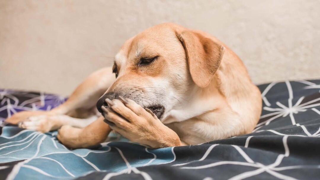 15 Signs Your Dog Is Stressed Out and How To Calm Them Down - Anxiety Signs In Dogs