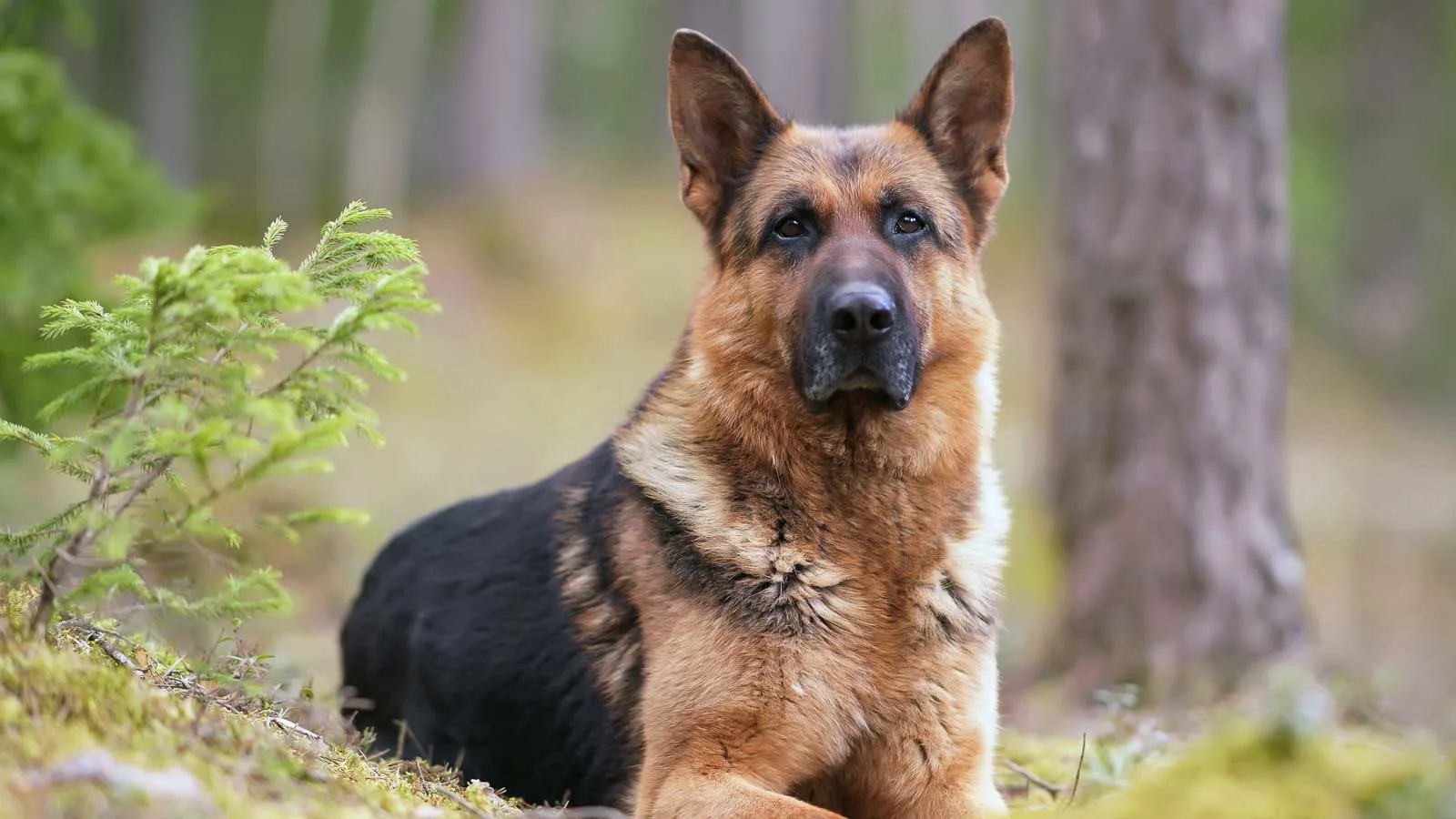 A German Shepherd dog lies on the ground in a forest, looking toward the camera.