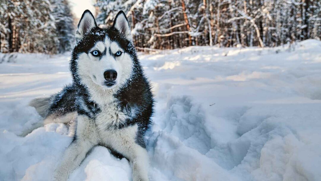 Photo inspiration: Husky Clippers With Ease Cut Feature Reference: 13 Dog Breeds That Can Handle Outdoor Life With Ease