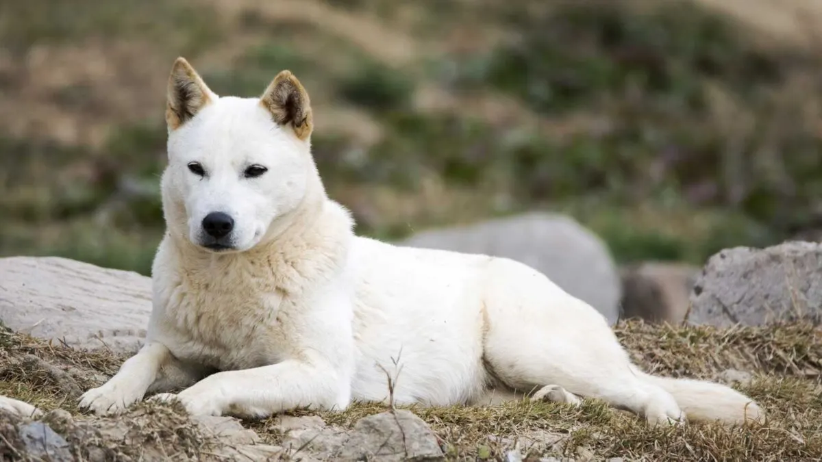 A white dog with pointy ears lies on the ground in an outdoor setting with rocks and grass.
