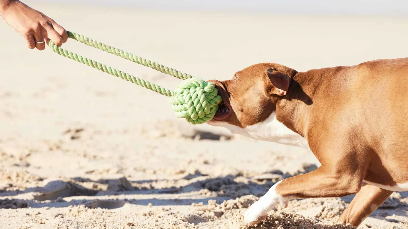 A brown dog with a white muzzle plays tug-of-war with a green rope toy on a sandy beach, pulling against a person's hand.