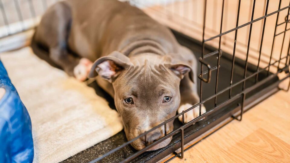 View of 10 Smart Hacks for Potty Training Your Puppy