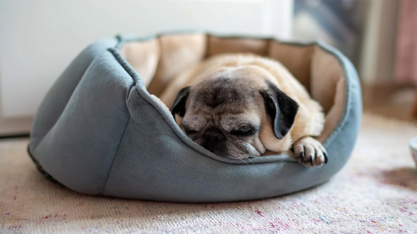 A small dog is sleeping inside a gray pet bed on a carpeted floor.