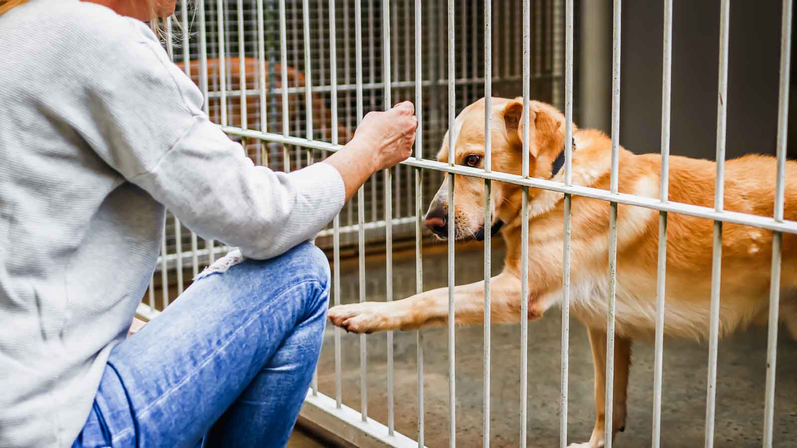 10 Must-Know Truths Before You Bring Home a Rescue Dog