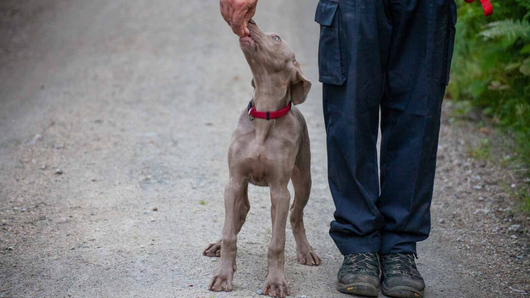 Illustration of Dogs Staring At Owners With Salvaged Behavior