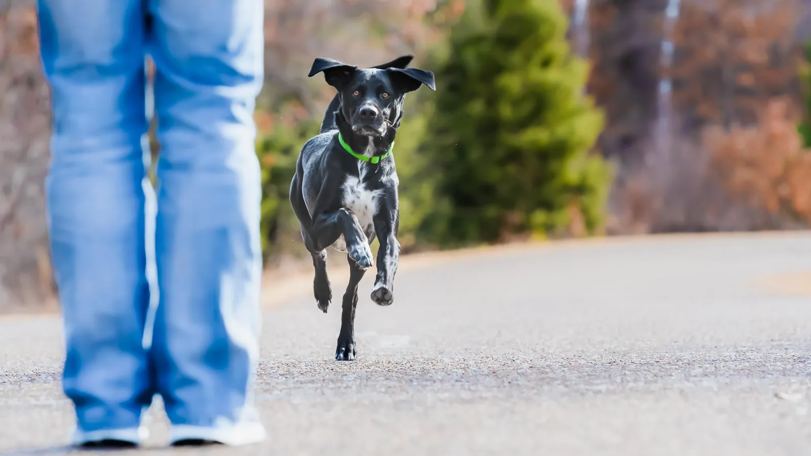 A black and white dog wearing a green collar runs down a path towards a person in blue jeans. Trees are in the background.