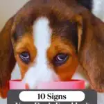 A brown and white dog with floppy ears is eating from a pink bowl. Text overlay reads, "10 Signs Your Dog's Food Isn't Right for Them." Discover more at the website header: WHATCANMYDOGEAT.COM.