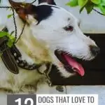 A white and black dog with a spiked collar peeks through branches. The text reads, "12 Dog Breeds That Run Away and Explore" with a website URL at the top.