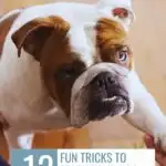 A cute bulldog from the list of dog breeds vets avoid owning is reaching up towards a person, standing on a wooden floor. Text overlay reads: "12 Fun Tricks to Teach Your Dog This Weekend." Website URL at the top: "www.whatcanmydogeat.com.