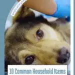 Dog laying down on vet table with text that says "10 common household items that force dog owners to call poison control."