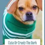 A small dog, among the most annoying breeds to own, wears a green and white striped sweater, looking at the camera with a concerned expression. Text reads, "Cute or Cruel? The Dark Reality Behind Dressing Up Dogs," with a website URL on the top left corner.